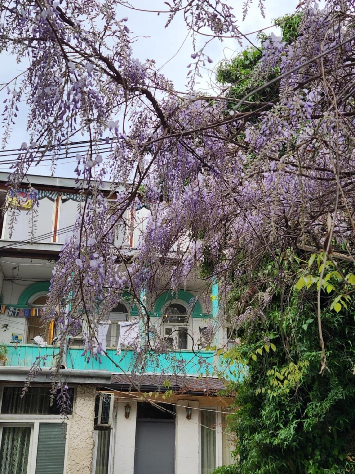 Green Stairs Guest House Tbilisi Bagian luar foto